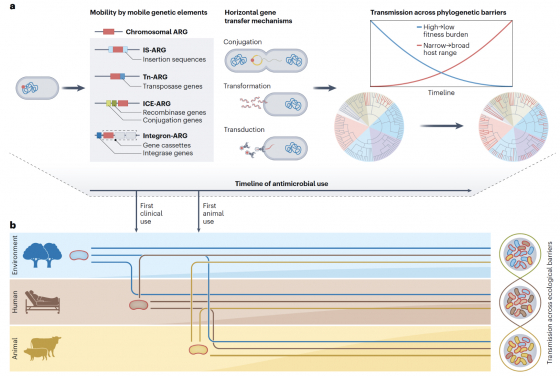 Assessing Antimicrobial Resistance Connectivity Across One Health Sectors